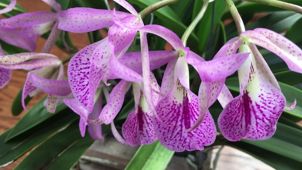 (188-4) Rc.Maikai 'Mayumi'       young plant