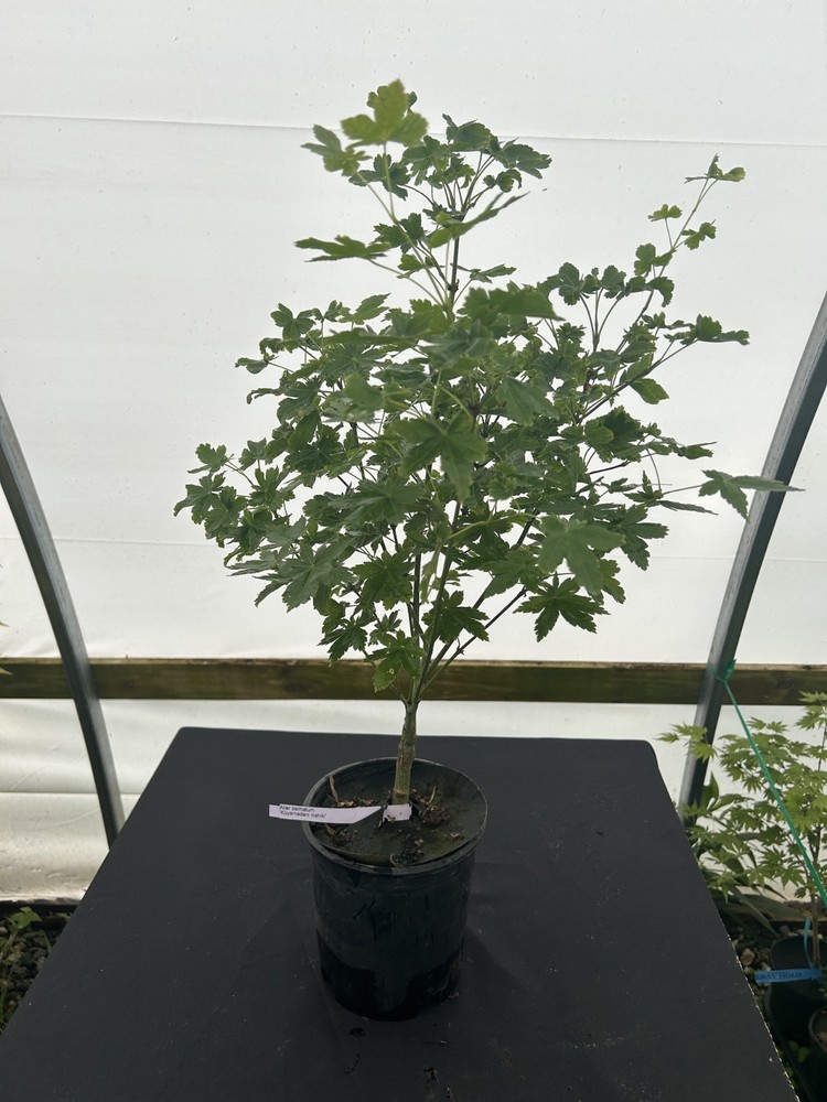 Acer palmatum 'Koyamadani nishiki' Japanese Maple 1 Gallon-image