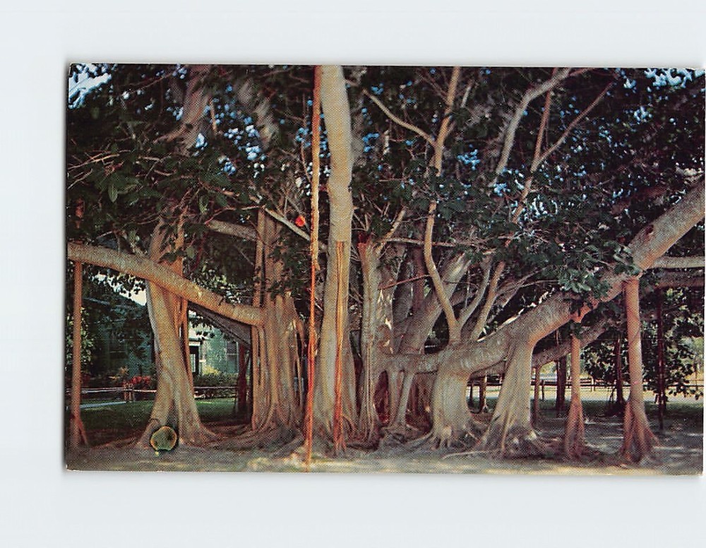 Postcard Banyan Tree Edison Winter Home Fort Myers Florida USA