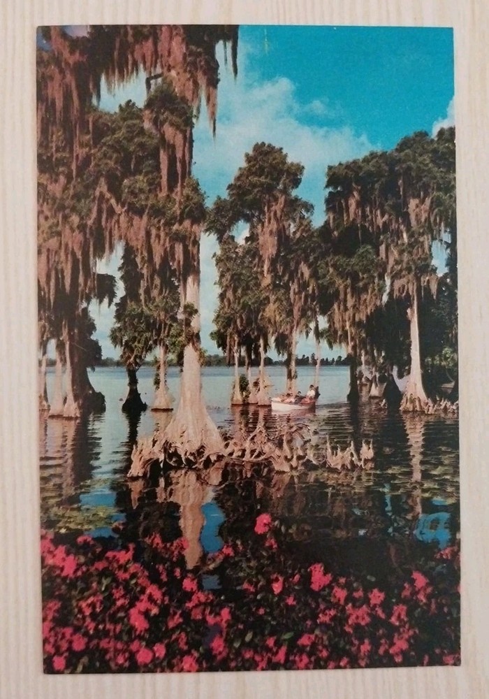 Lake Eloise Cypress Trees Cypress Gardens~ Florida FL~VTG Vintage 1970s Postcard