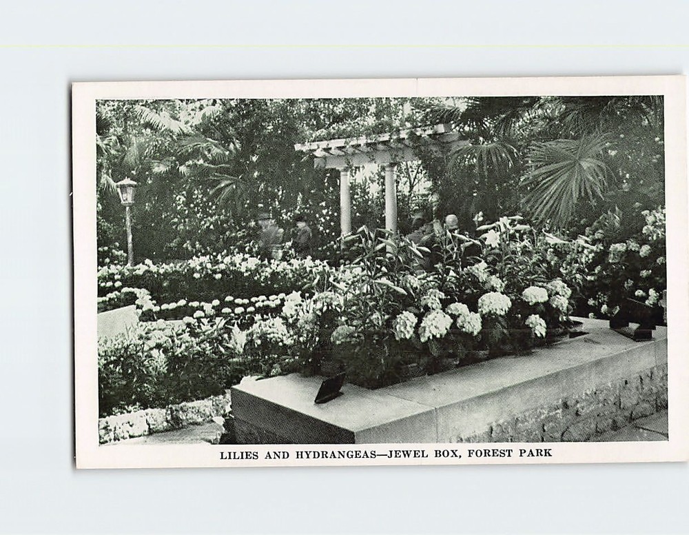 Postcard Lilies And Hydrangeas Jewel Box Forest Park St. Louis Missouri USA