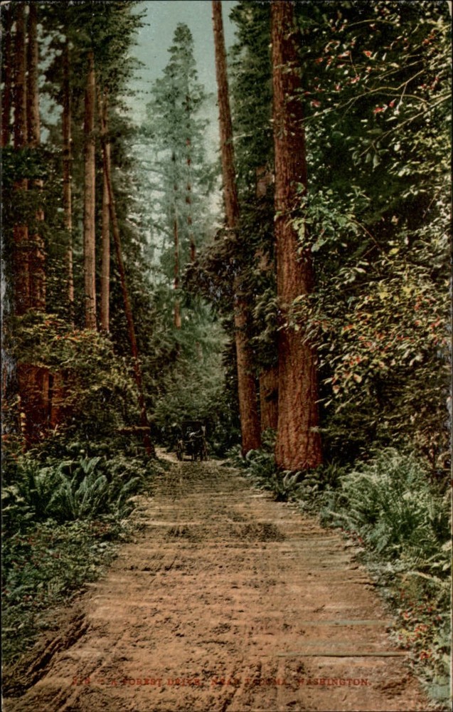 Tacoma Washington Forest Drive ~ Edw Mitchell Publ ~ c1910 vintage postcard