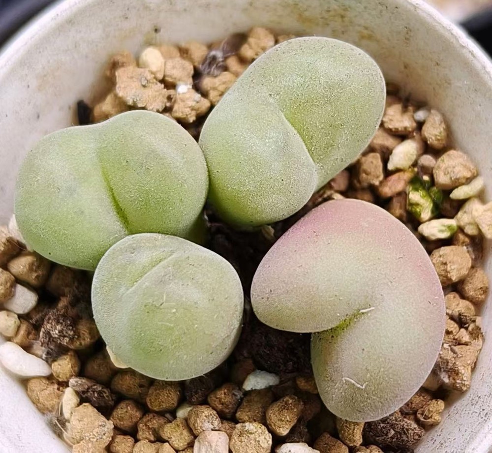 4HEADS  Rare Succulent Live Mother Plant Conophytum concavum WYSIWYG