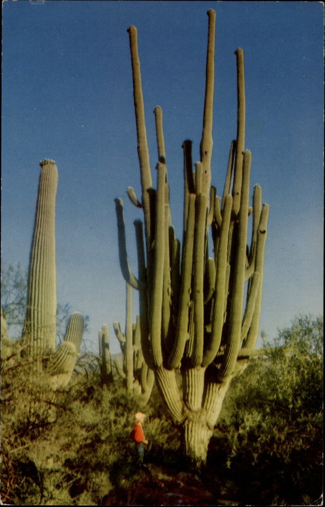 Phoenix Arizona Saguaro National Monument Saguaro cactus tiny cowboy ~ postcard