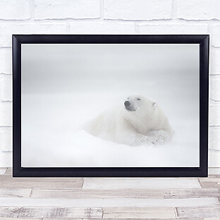 Pensamientos congelados oso polar hielo Churchill Manitoba Canadá estampado de arte polar
