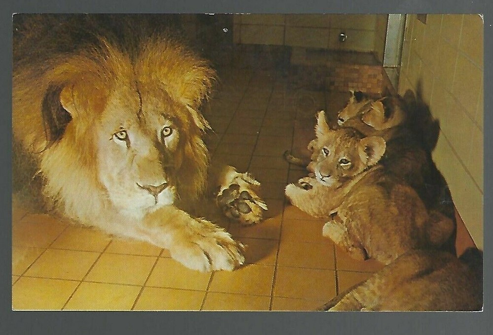 Male Lion with Cubs New Milwaukee County Zoological Park Vintage Postcard AO4