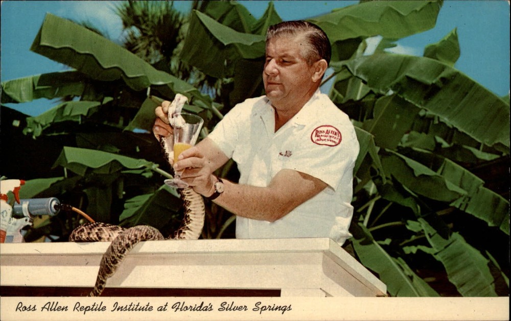 Silver Springs Florida Ross Allen Reptile Institute rattlesnake vintage postcard