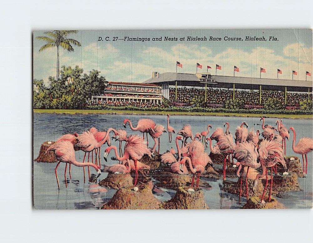 Postcard Flamingos & Nests Hialeah Race Course Florida USA