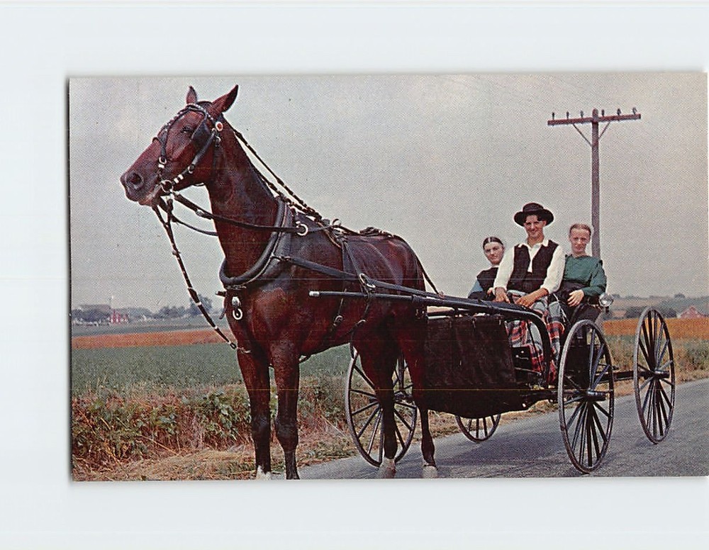 Postcard Young Amish Boy and Girls in Open Courting Buggy & Horse Pennsylvania