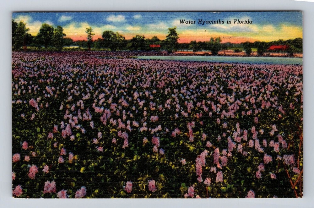 FL-Florida, Water Hyacinths in Florida, Antique Vintage c1953 Souvenir Postcard