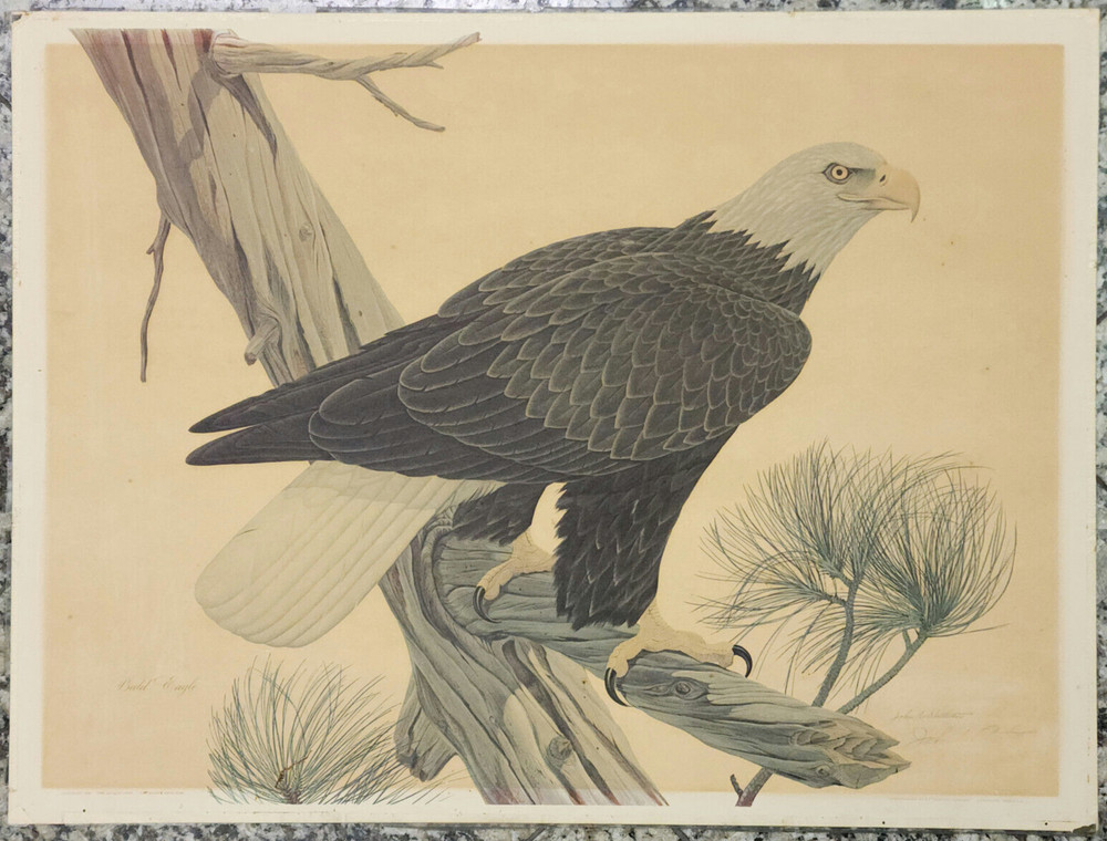 SIGNED JOHN RUTHVEN AMERICAN BALD EAGLE 1966 LITHOGRAPH 24