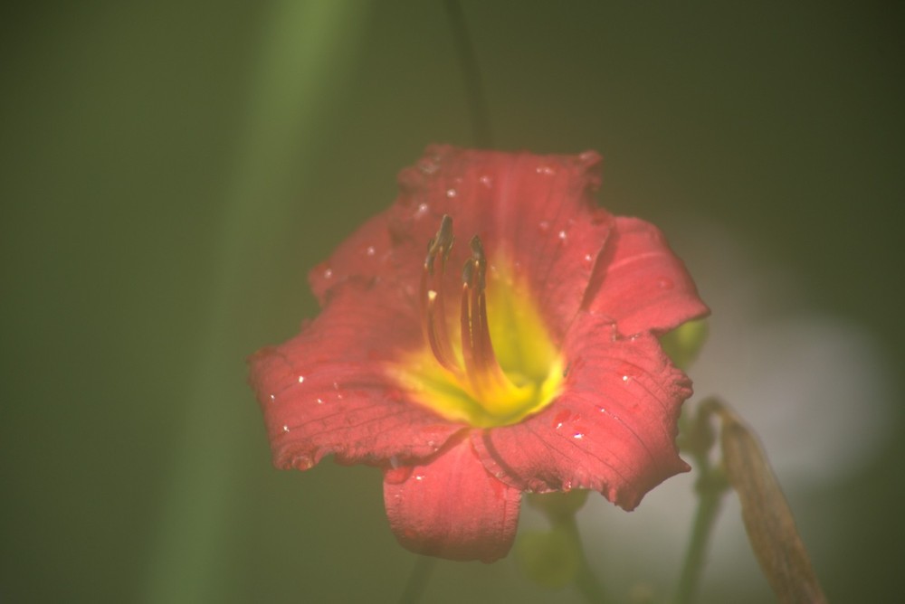 Daylily/