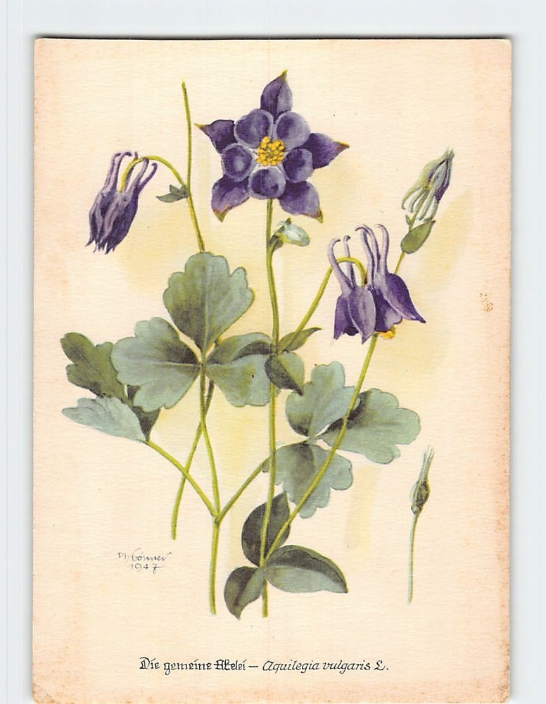 Postcard European Columbine Flower Art Print