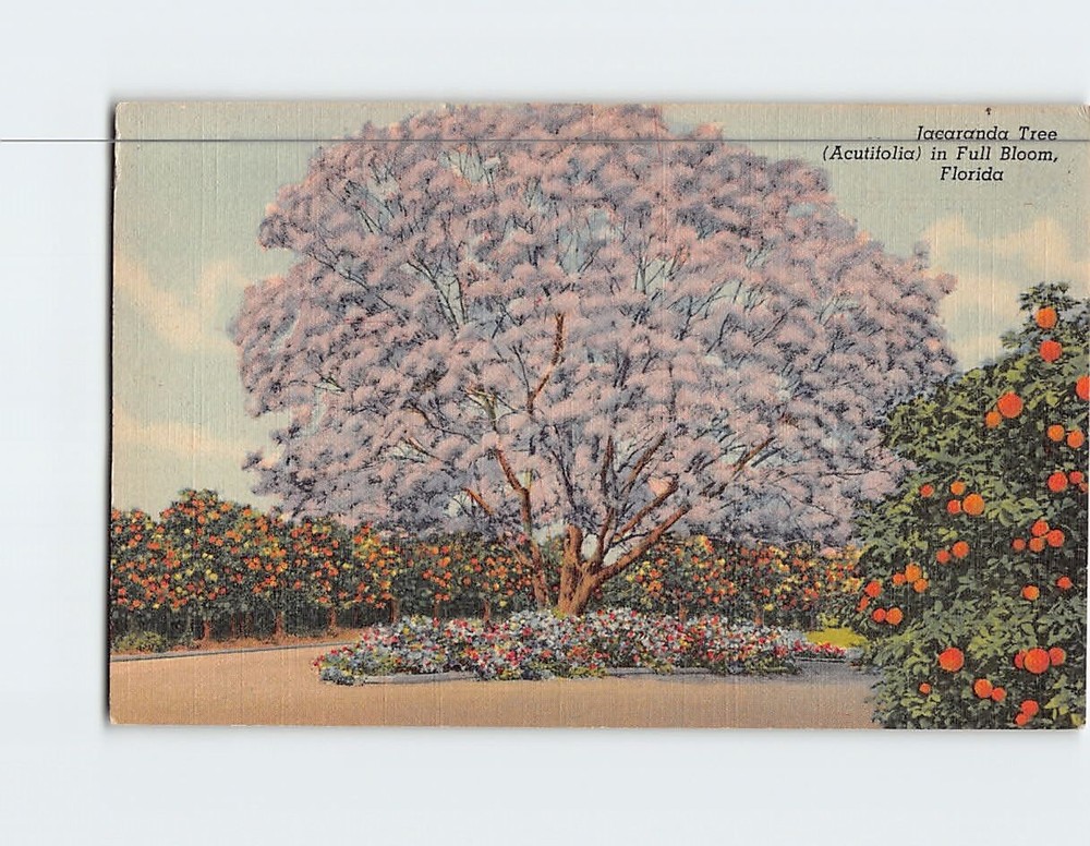 Postcard Jacaranda Tree in Full Bloom Florida USA