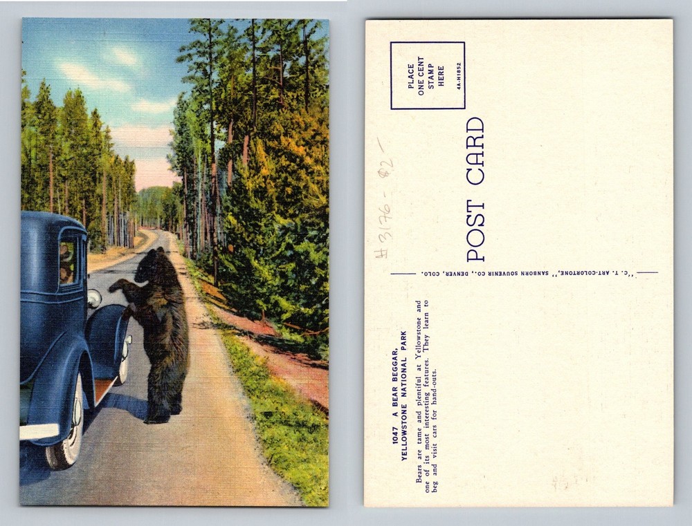 Yellowstone Natl Park, WY-Wyoming, Bear Beggar Roadside Scene Vintage Postcard