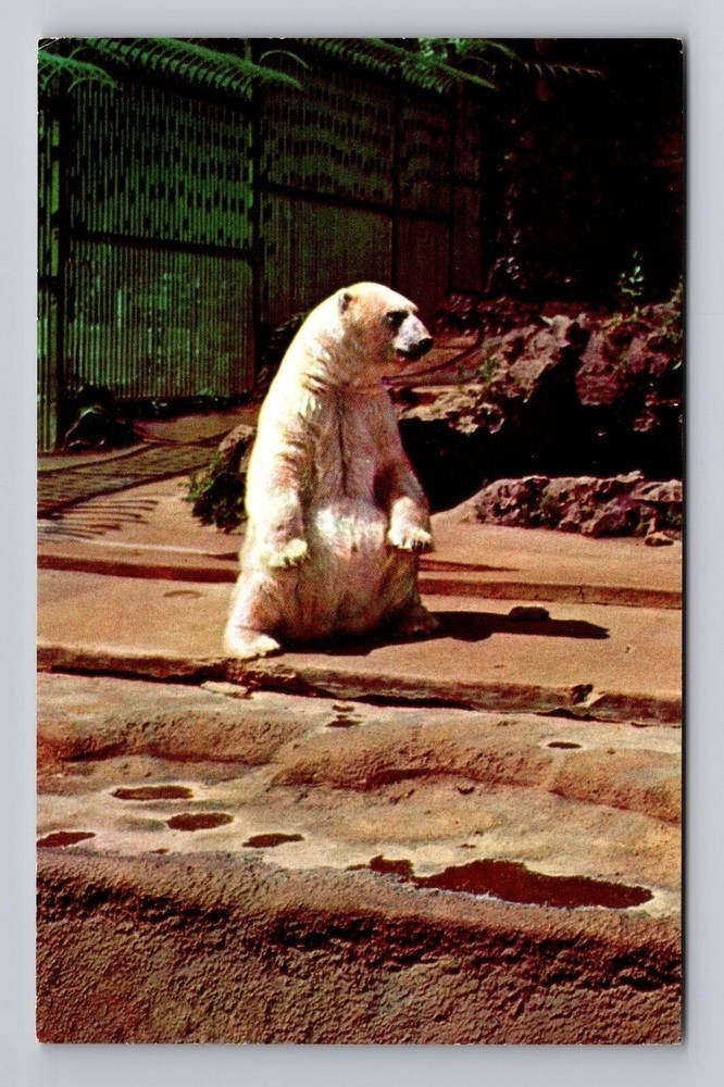 Milwaukee WI-Wisconsin Polar Bear at Washington Park Zoo Vintage Postcard