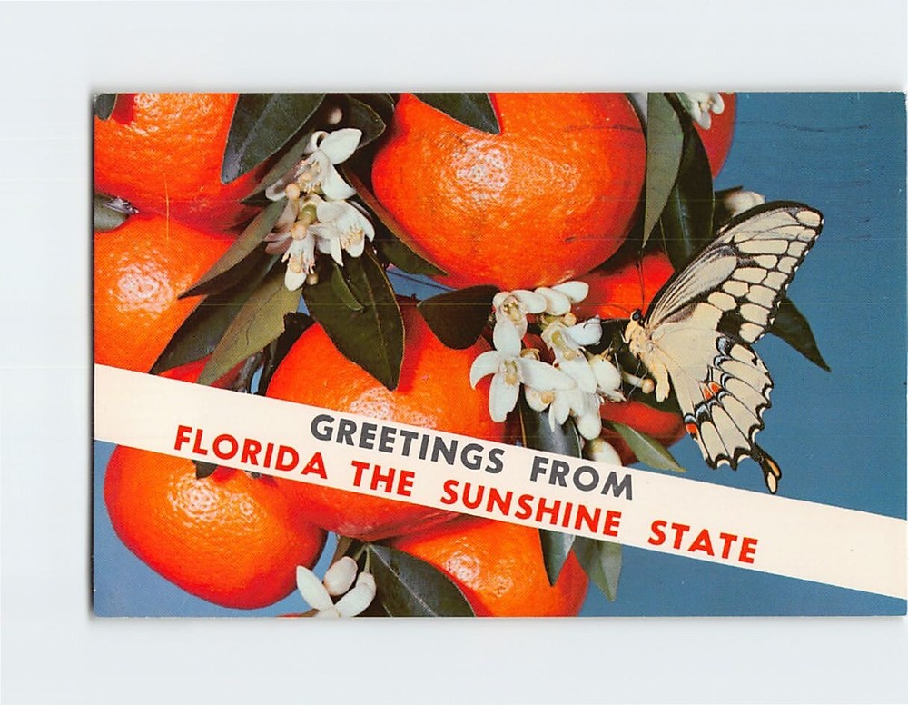 Postcard Greetings From Florida The Sunshine State Florida USA