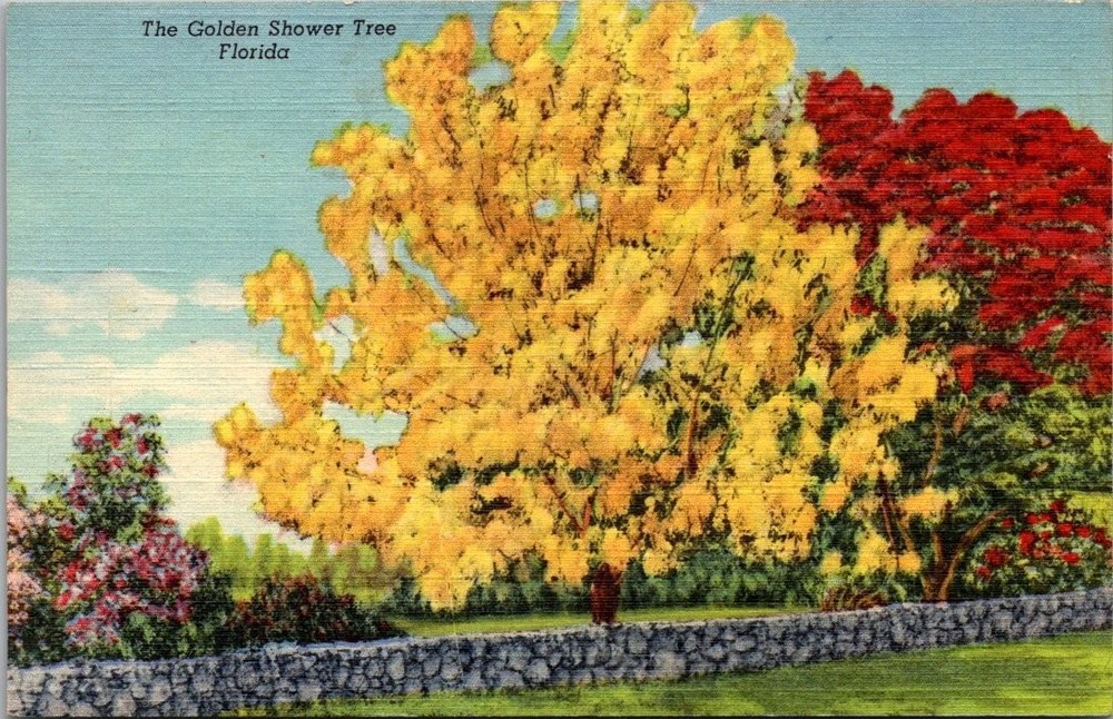 Vintage Golden Shower Tree Florida Linen Postcard Miami Tropical Curteich 1941