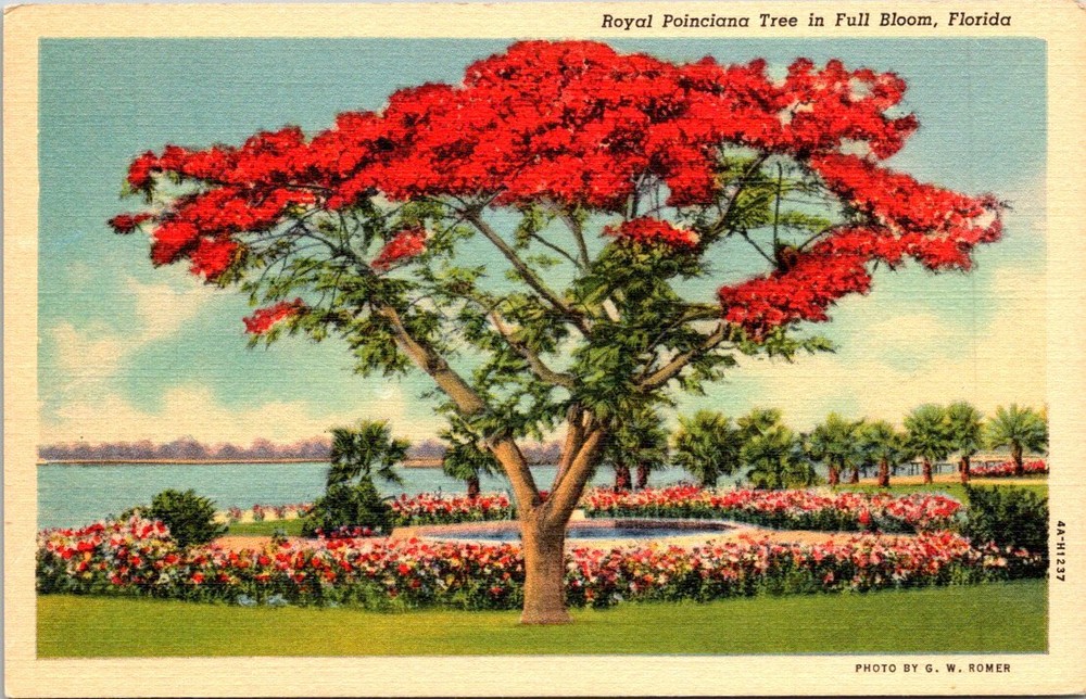 1940s Tropical Series Poinciana Tree in Full Bloom Florida Vintage Postcard