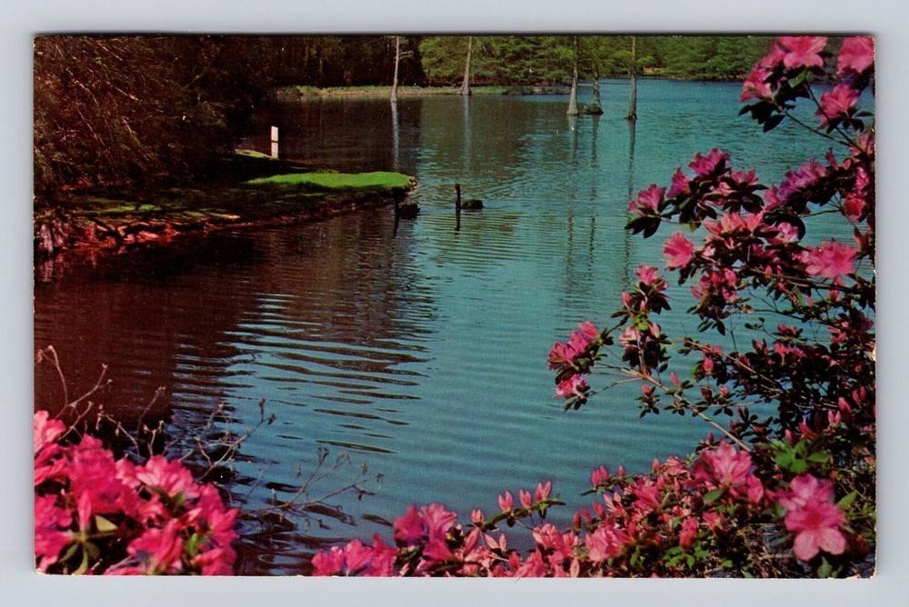 Sumter SC-South Carolina, Swan Lake Gardens, Antique, Vintage c1967 Postcard