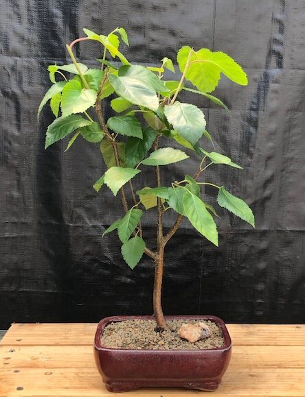 Whitebarked Himalayan Birch Bonsai Tree Betula Utilis Var Jacquemontii 18