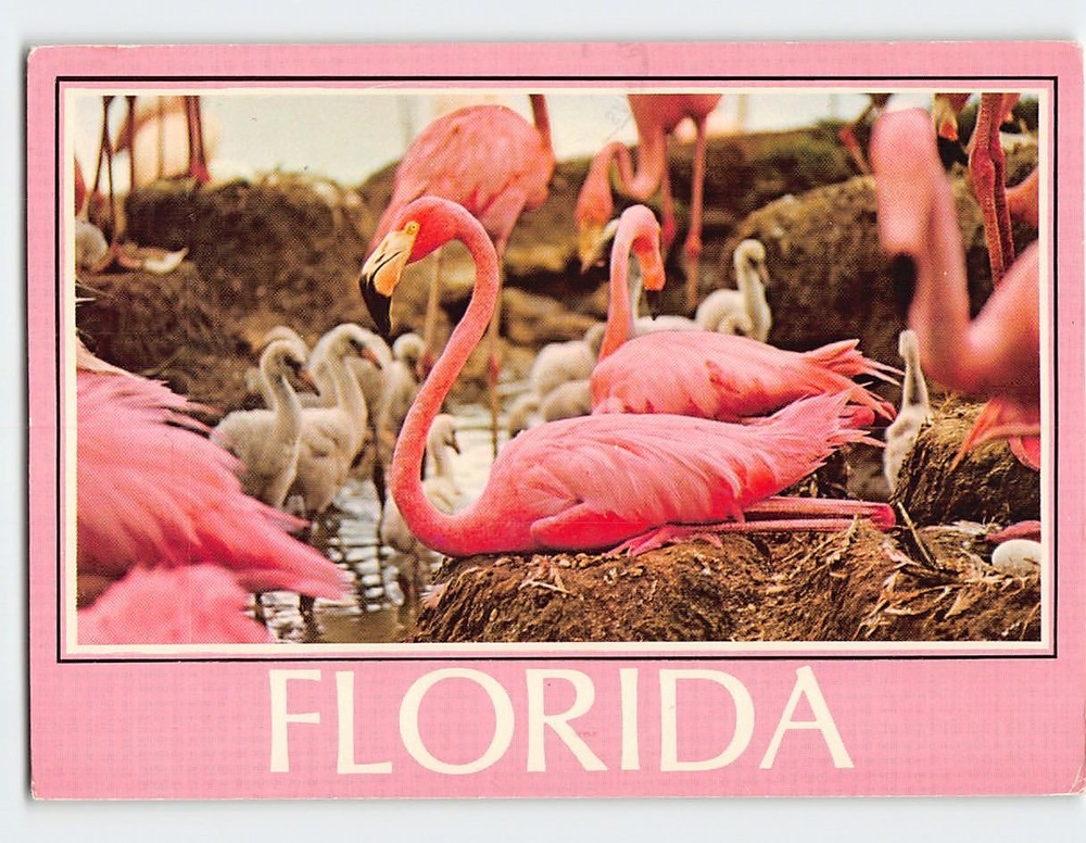 Postcard Flamingos Nesting in Florida USA