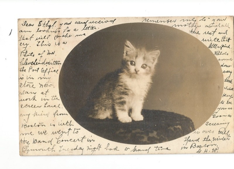 Rppc Massachusetts Mass Ma Pm Manomet Plymouth Real Photo Postcard Cat Or Kitten