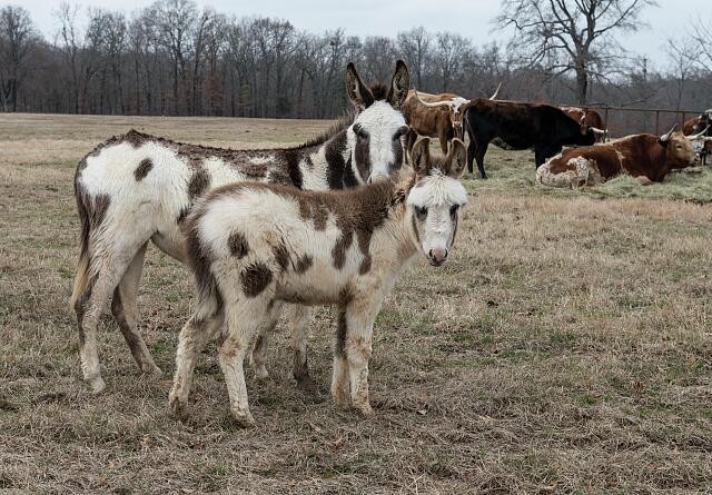 Photo:Mount Pleasant Texas 2014 Colorful Donkeys on Ranch Pasture