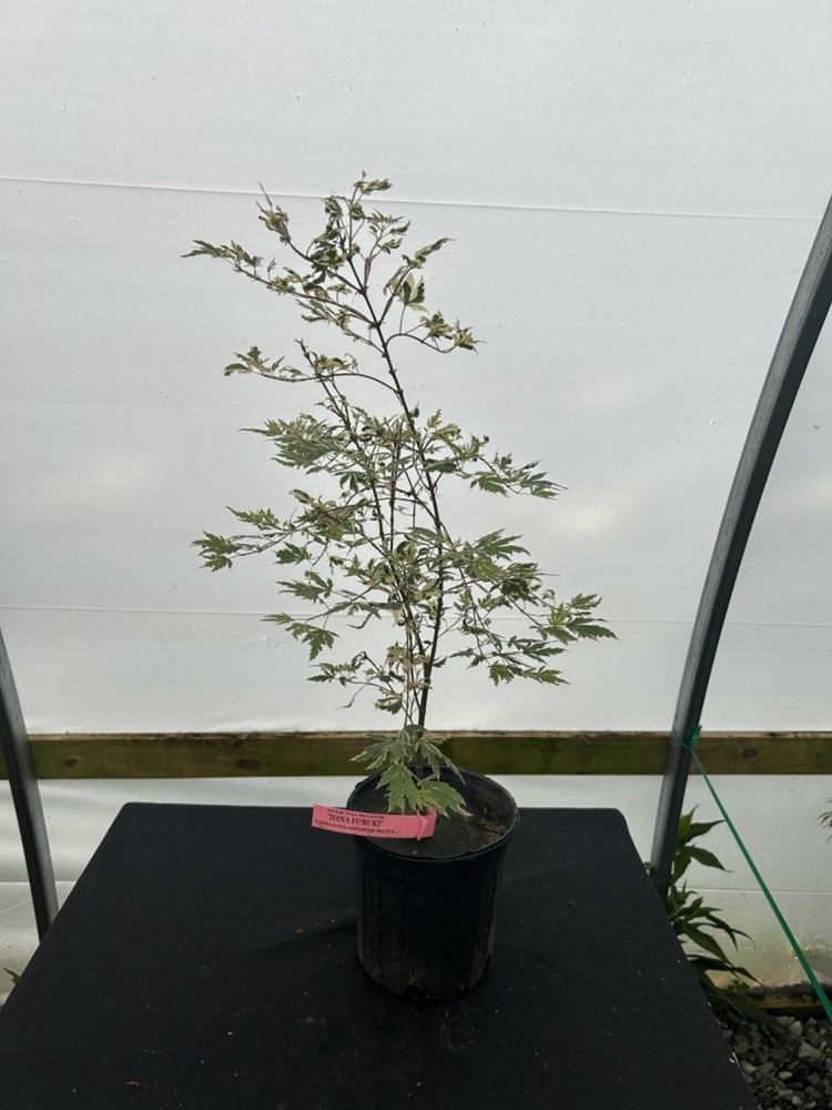 Acer palmatum 'Hana fubuki' Variegated Japanese Maple 1 Gallon-image
