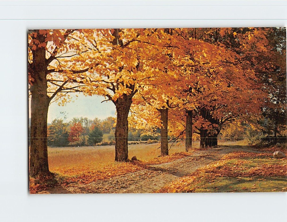 Postcard Autumn Nature Scene