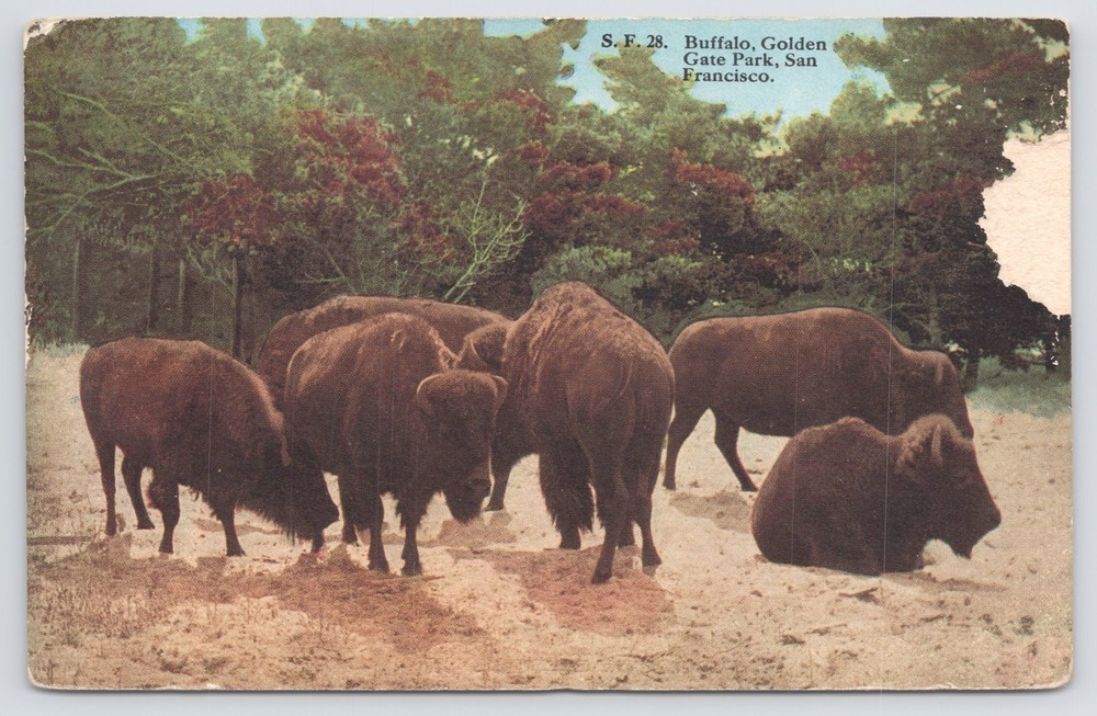 Animal~Buffalo Herd @ Golden Gate Park~San Francisco~Pacific Novelty~Vintage PC