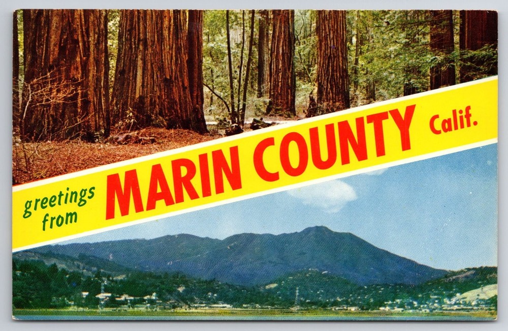 Greetings From Marin County Calif. Redwood Trees Mt Tamalpais Vintage Postcard