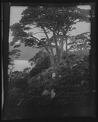 Photo:Japan Korea Arnold Genthe 1908 Trees Landscape Photo