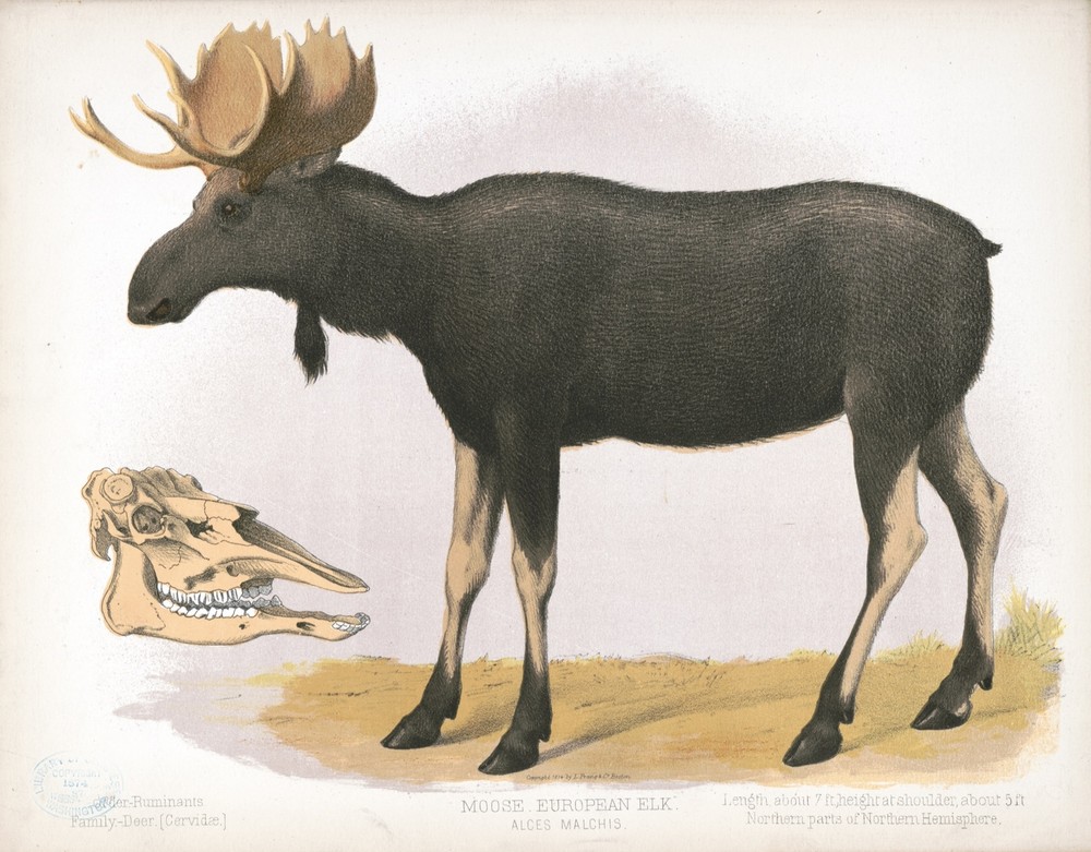 9588.Decoration Poster.Room Wall art.Home decor.Moose Elk.Science.Nature artwork