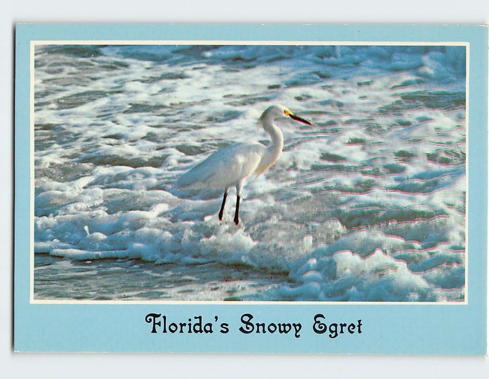 Postcard Snowy Egret on Florida Beach USA