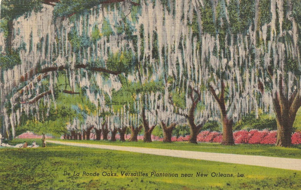 De La Ronde Oaks, Versailles Plantation Near Orleans LA Postcard A 7892