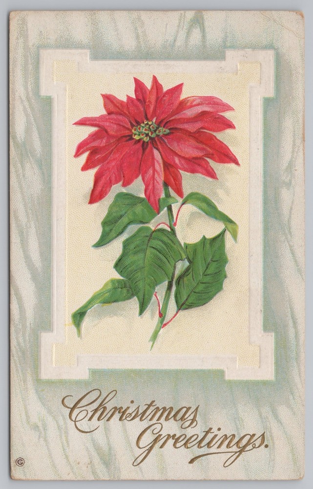 Holiday~Christmas~Poinsettias~Stecher Vintage Postcard