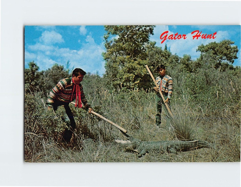 Postcard Gator Hunt in the Deep of Everglades Florida USA