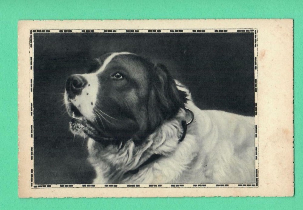 Dog Saint Bernard Vintage Postcard 709