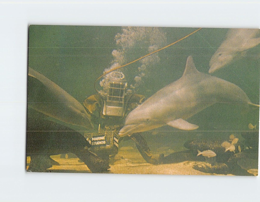 Postcard Diver Feeds Porpoise at Marine Studios Marineland Florida USA