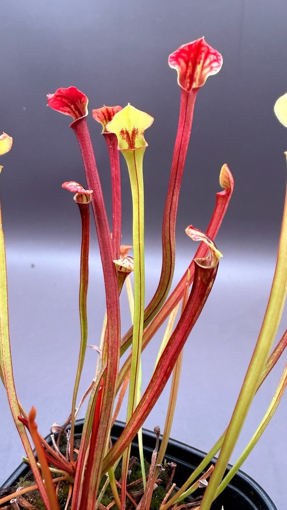 Sarracenia - 🔥🔥 Rubricorpora (Liberty Co) x Hot Lips (Faulisi)🔥🔥 COMM POT!!
