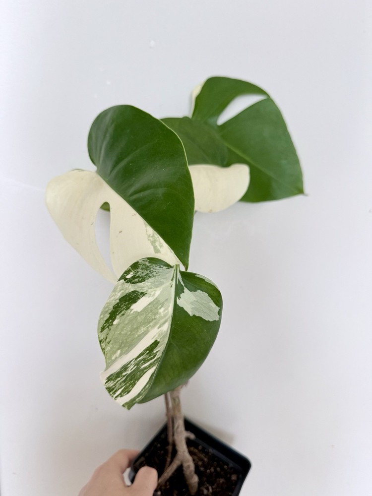 Rooted Variegated Monstera Albo Borsigiana Plant - Earth Day Sale