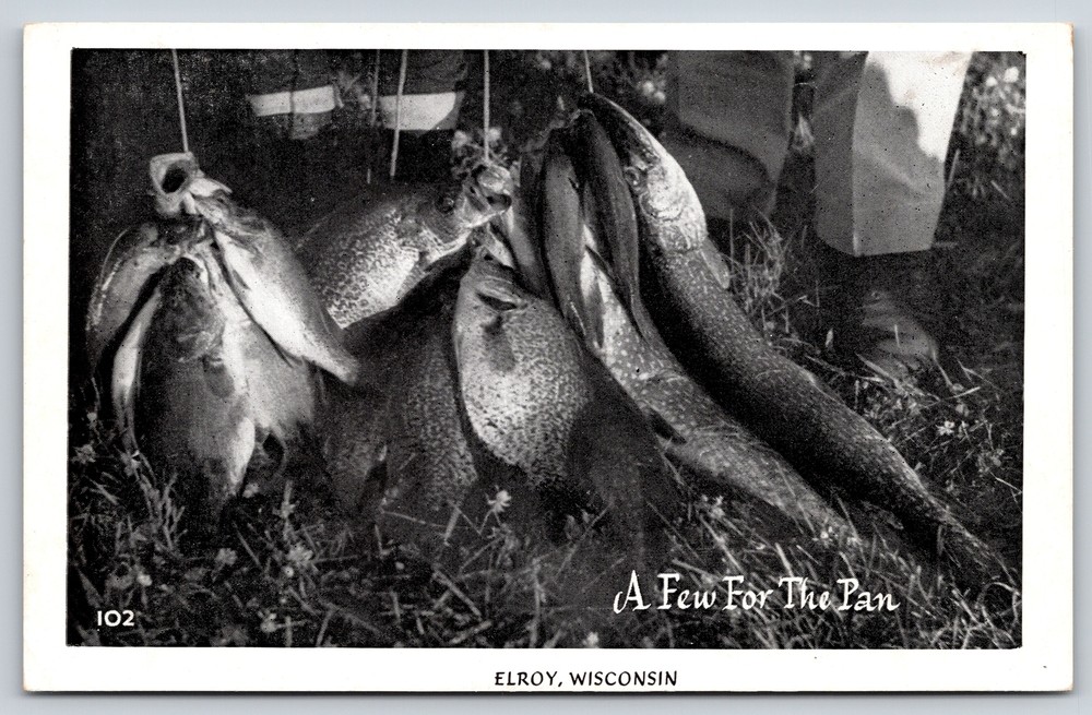 Animal~Elroy Wisconsin~B&W~Caught Fish Ready For Frying Pan~Vintage Postcard