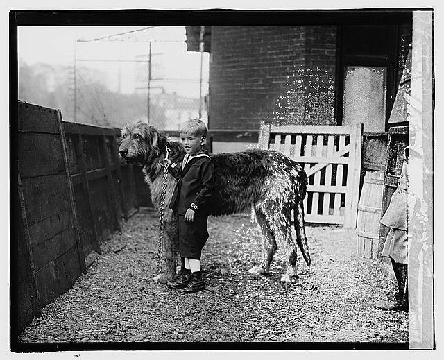 Photo:Boy with Large Dog at 1920 Dog Show, May 8, 1920