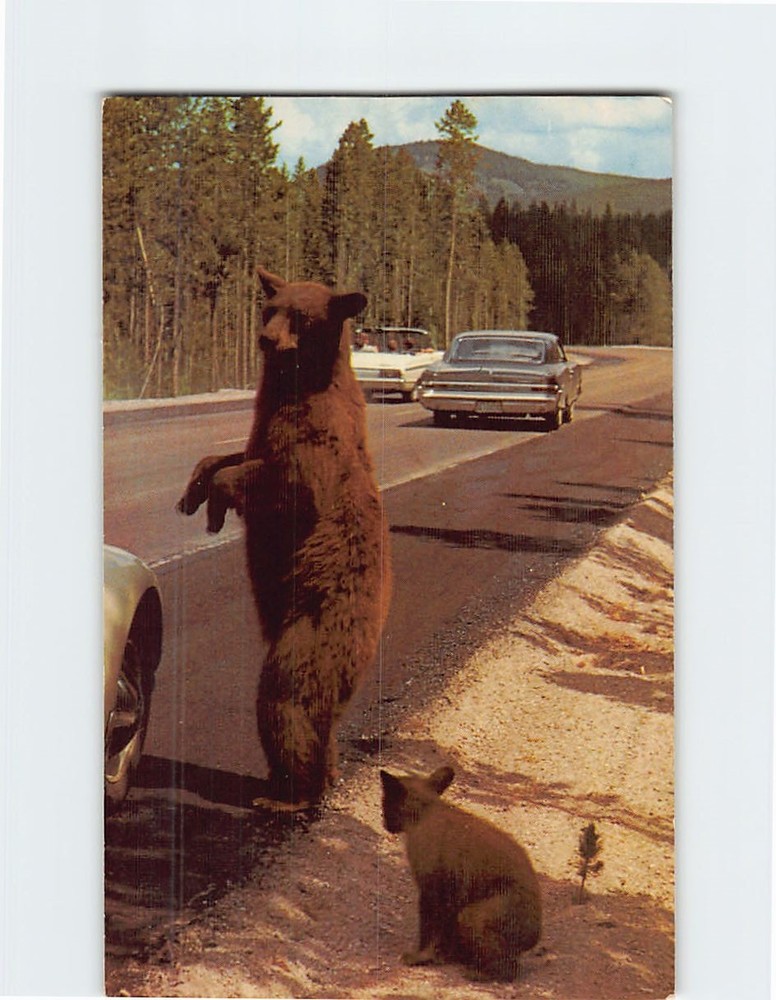 Postcard Brown Bear And Cub Yellowstone National Park Wyoming USA