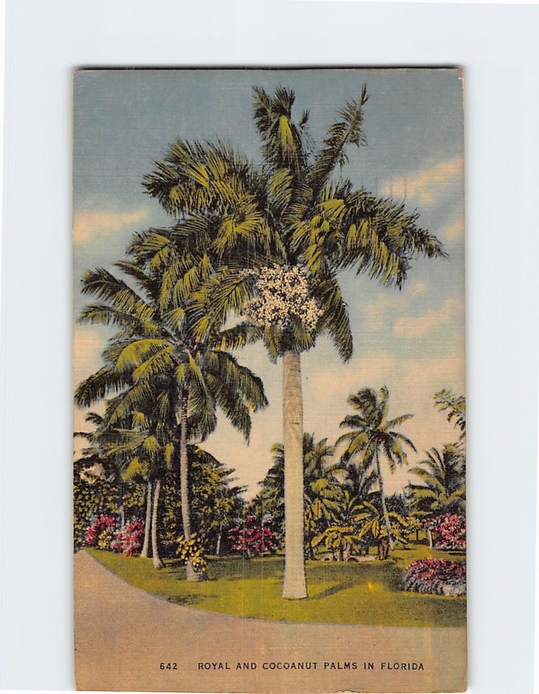 Postcard Royal & Coconut Palms in Florida USA