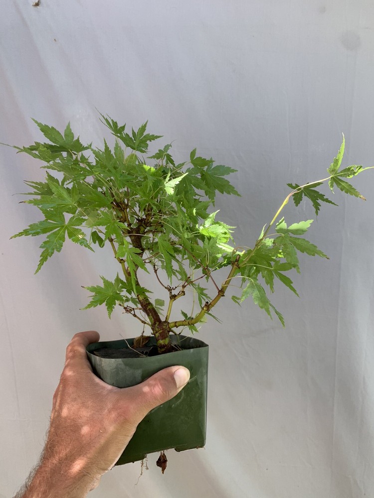 japanese maple pre bonsai acer palmatum Shohin-image