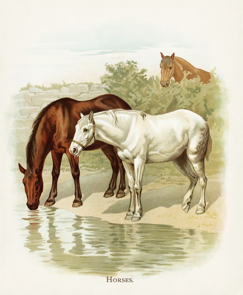 6098.Wall Decoration Poster.Interior room home art.Horses.pond.herd.Illustration