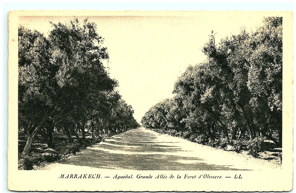 S04-6277, Marrakech, Aguedal, Grande Allee De La Foret D'oliviers, Postcard