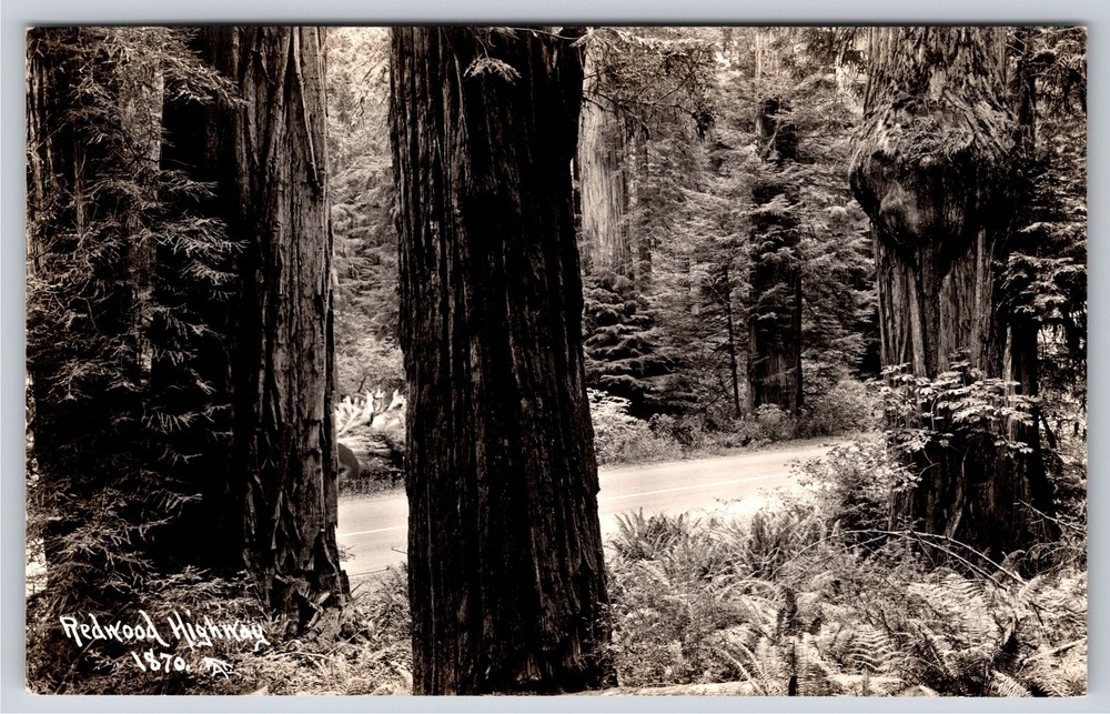 RPPC~California~Trees Along The Redwood Highway Forest Scene~Real Photo Postcard